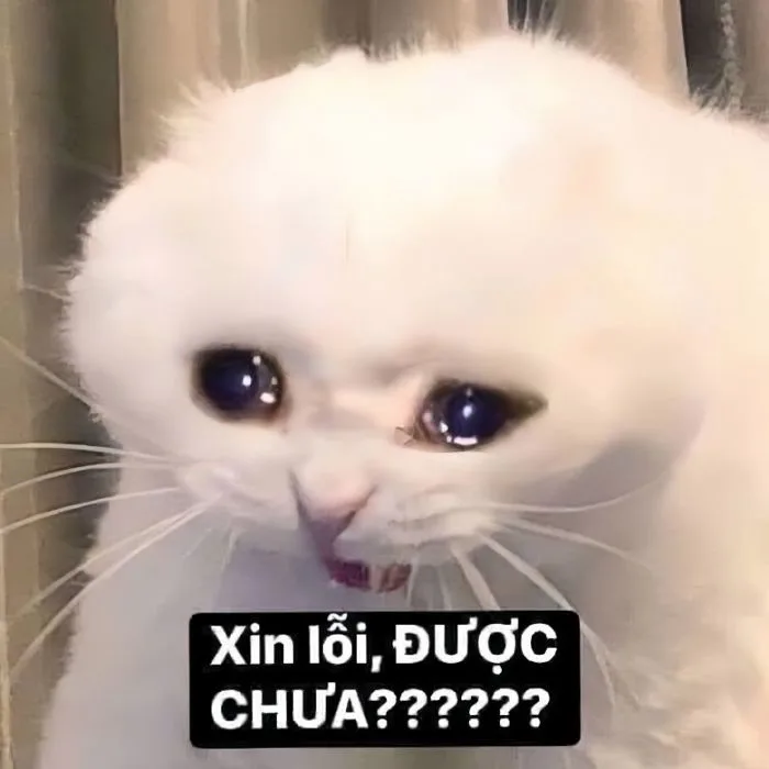 99+ ảnh meme xin lỗi người yêu cute, đáng yêu, hài hước