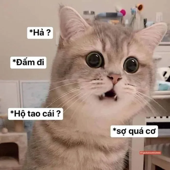 When Your Lover Threatens to Punch You | Cute cat memes funny, Cat meme meme, Meme 3