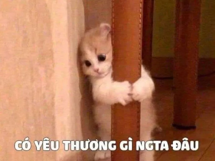 Gợi ý các mẫu meme yêu thương đáng yêu, hài hước giúp bạn truyền tải tình cảm hiệu quả
