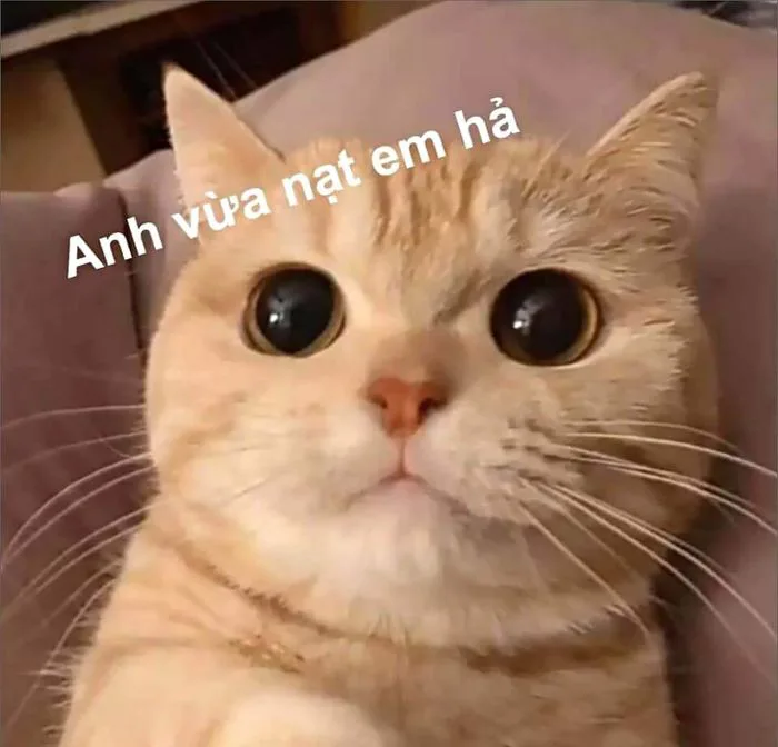 Tổng hợp những meme dỗi hài hước, đáng yêu và ngộ nghĩnh