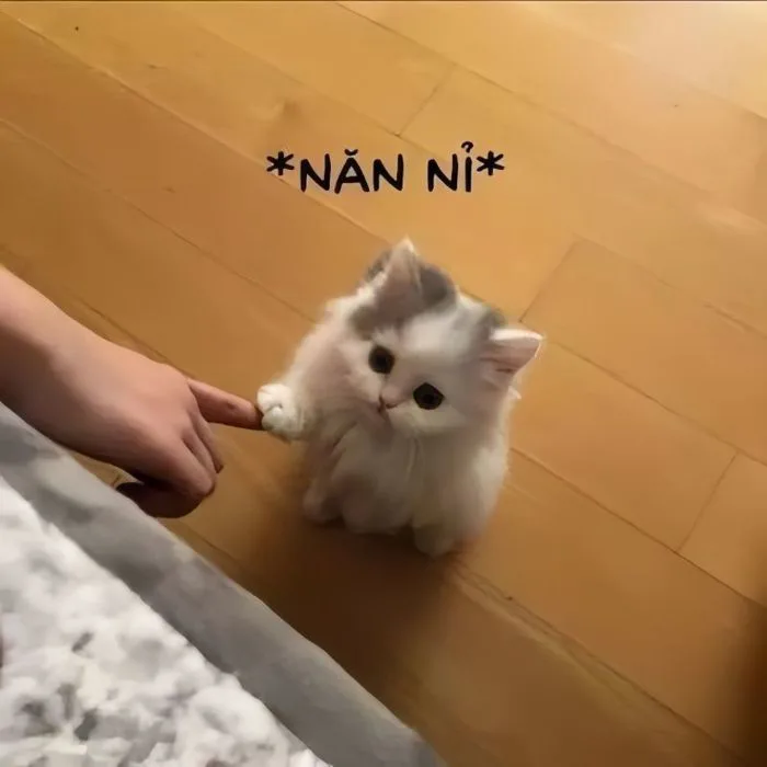 99+ ảnh meme xin lỗi người yêu cute, đáng yêu, hài hước