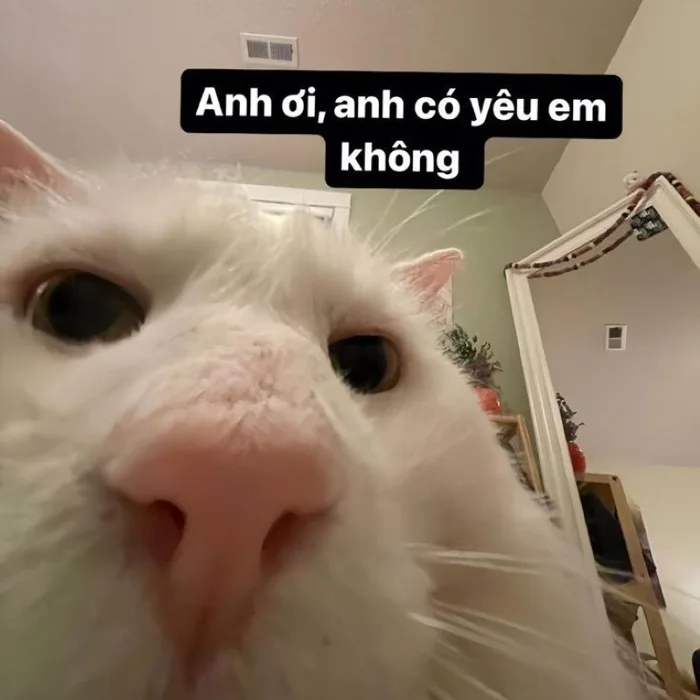 100+ Hình meme tình yêu dễ thương, cute dành cho các cặp đôi