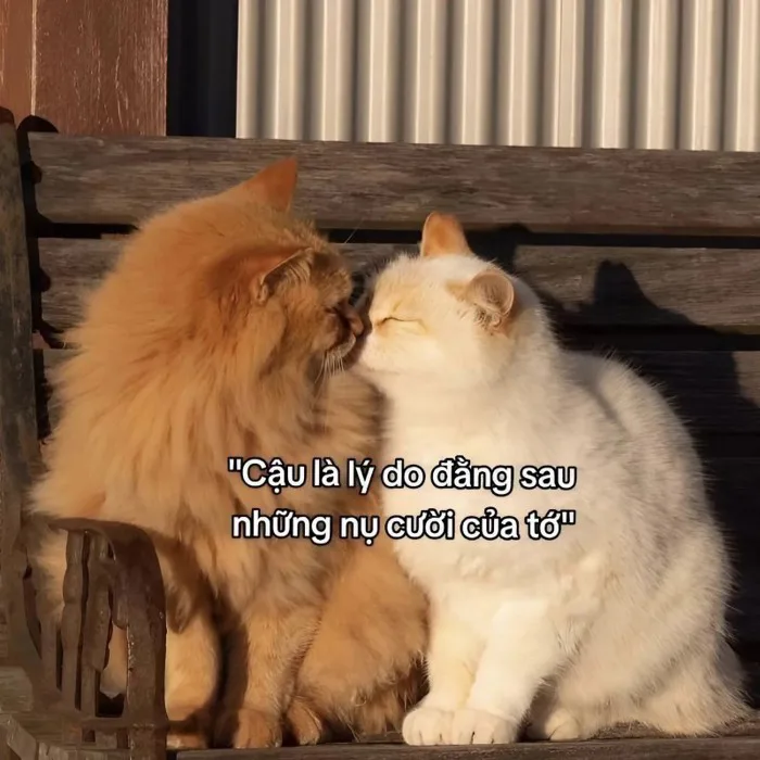 100+ Hình meme tình yêu dễ thương, cute dành cho các cặp đôi