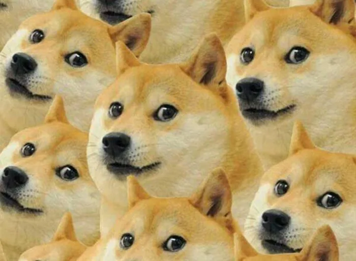 Chú chó 