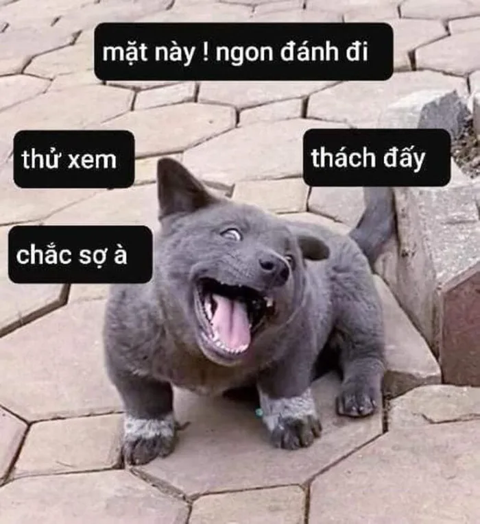 Bộ sưu tập meme đánh nhau, meme mèo đánh nhau hài hước, vui nhộn