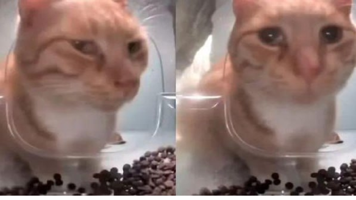 Meme ăn - Ảnh chế ăn vạ ăn no siêu hài hước nhất
