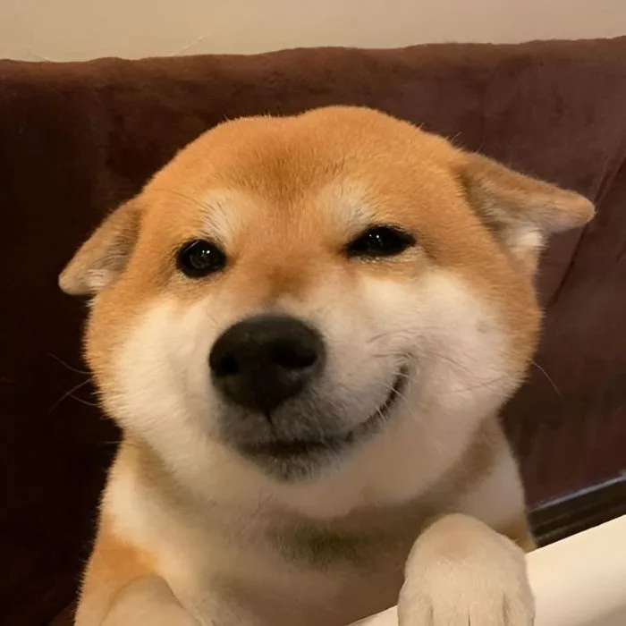 Hơn 110 ảnh meme cười đểu giả trân cực kỳ hài hước