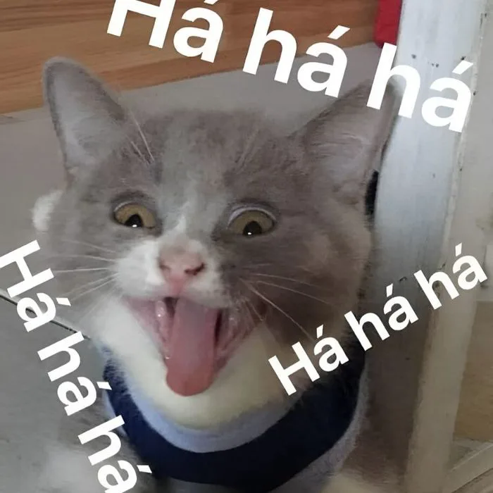 Hơn 110 ảnh meme cười đểu giả trân cực kỳ hài hước