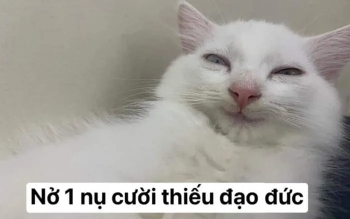 Tổng hợp 100+ ảnh meme cười đểu, hài hước đủ mọi sắc thái