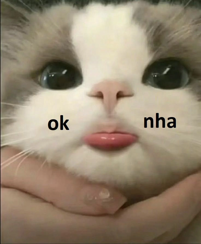 142+ Meme Mèo OK chất lừ bá đạo cười sặc cơm cả ngày