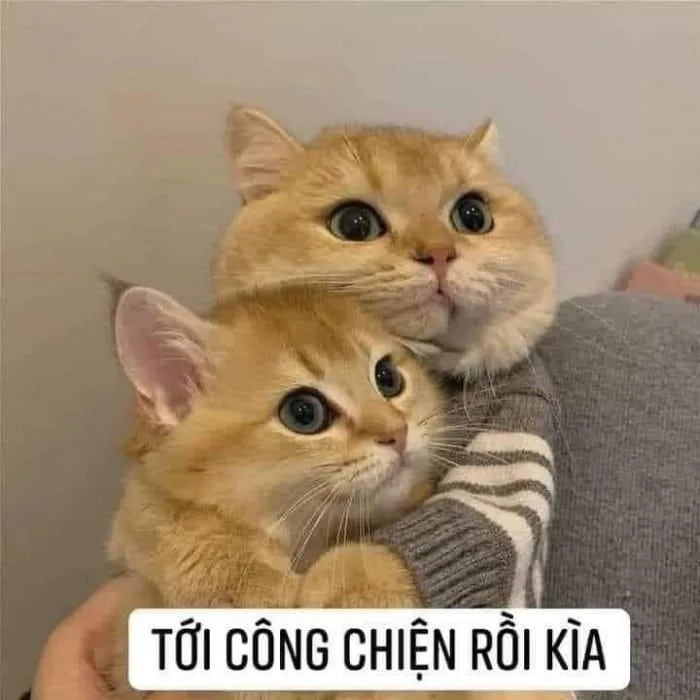 Bộ sưu tập hình vui ôm đáng yêu, nổi bật nhất