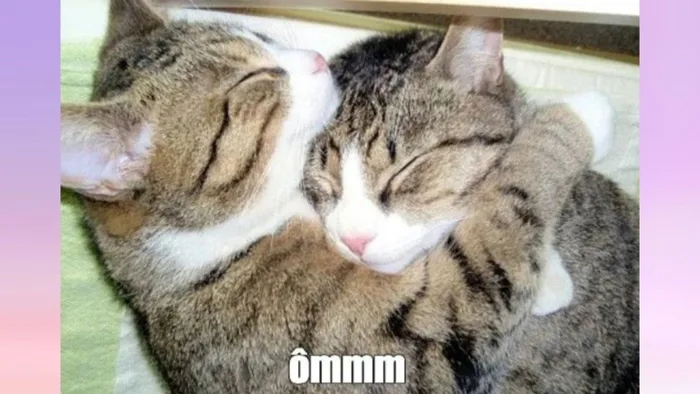 Khám phá các meme ôm hot nhất hiện nay được giới trẻ yêu thích