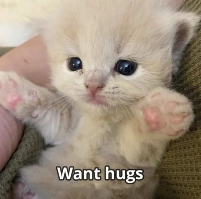 150+ Ảnh meme ôm đáng yêu, dễ thương gửi người yêu, crush