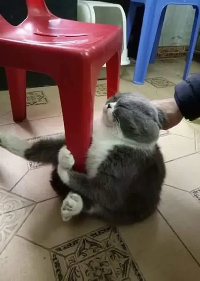 Bộ sưu tập ảnh meme ôm ngộ nghĩnh và hài hước nhất