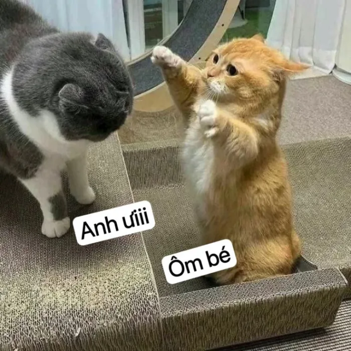 150+ Ảnh meme ôm đáng yêu, dễ thương gửi người yêu, crush