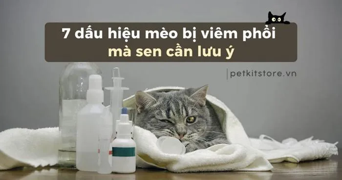 7 dấu hiệu mèo bị viêm phổi mà Sen cần lưu ý