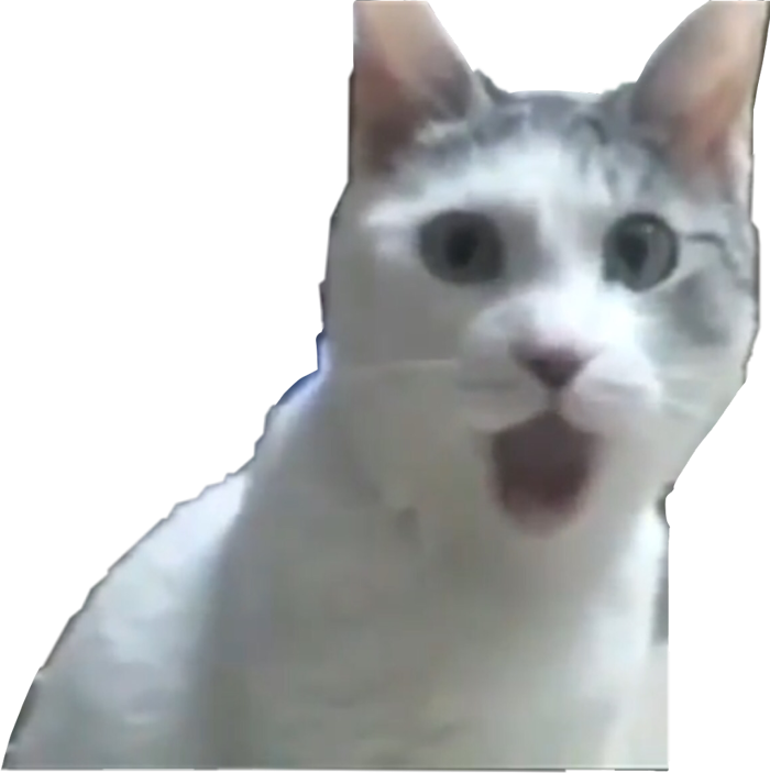 Cat Meme PNG Transparent Images