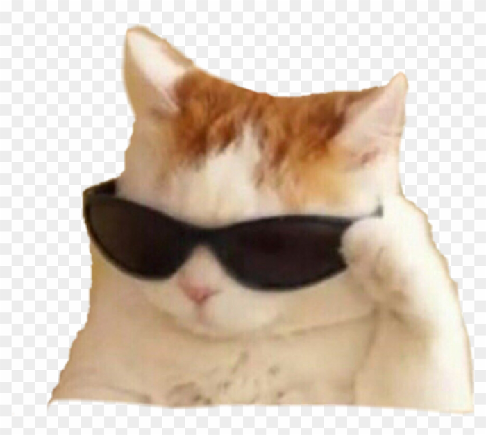 memes #cat - Кошка Пнг Мем, HD Png Download - 892x757(#5262475) - PngFind