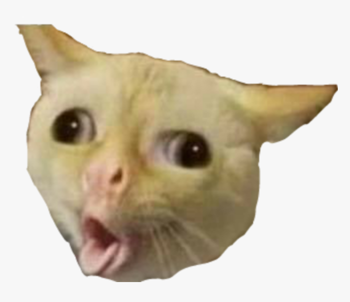 cat #meme #funny - Cat Meme Head Transparent, HD Png Download - kindpng