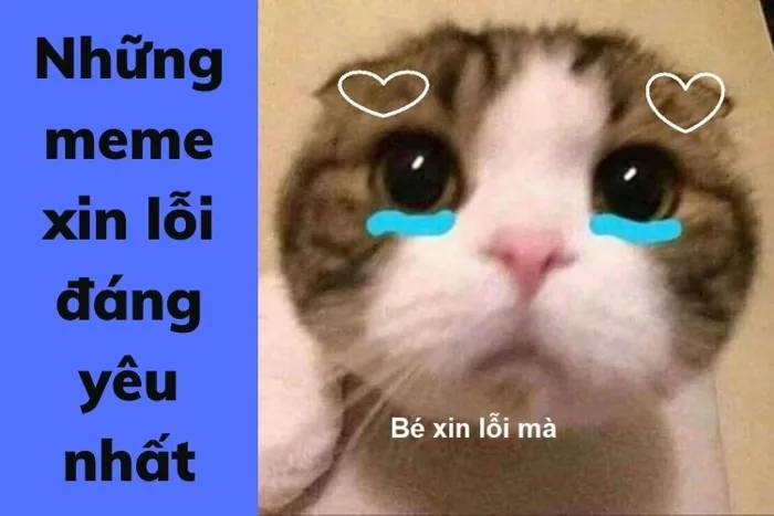 Meme xin lỗi được yêu thích nhất để xin tha thứ một cách đáng yêu