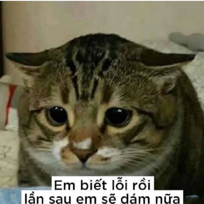 Tổng hợp meme xin lỗi đáng yêu, hài hước nhất