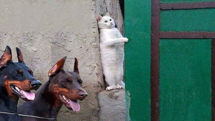 Mẫu meme mèo sợ hãi trốn chó : r/MemeTemplatesOfficial