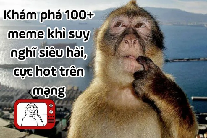 Khám phá 100+ meme khỉ suy nghĩ siêu hài, cực hot trên mạng