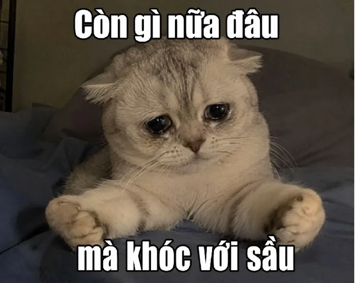 Meme Còn Gì Nữa Đâu Mà Khóc với sầu meme - Ảnh chế buồn bã siêu hài