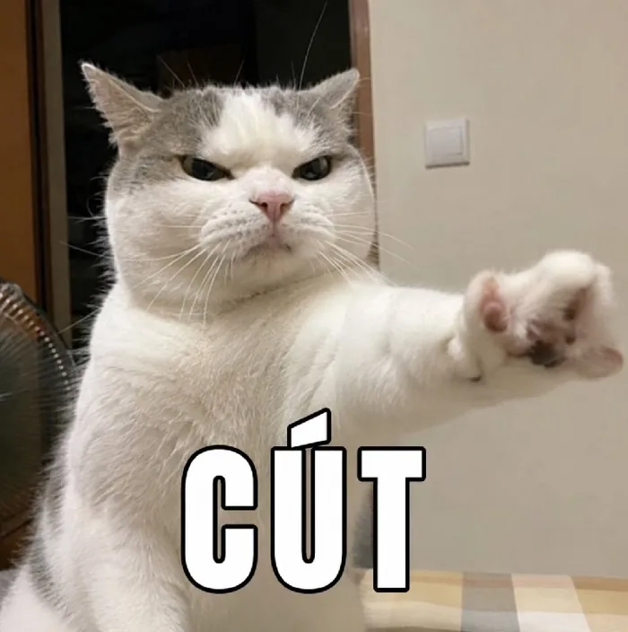 132+ Meme Cút meme Ra Ngoài biến đi siêu hài bựa