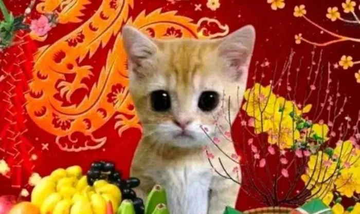 1.000+ meme Tết 2026 xuân Bính Ngọ hài hước, vui nhộn