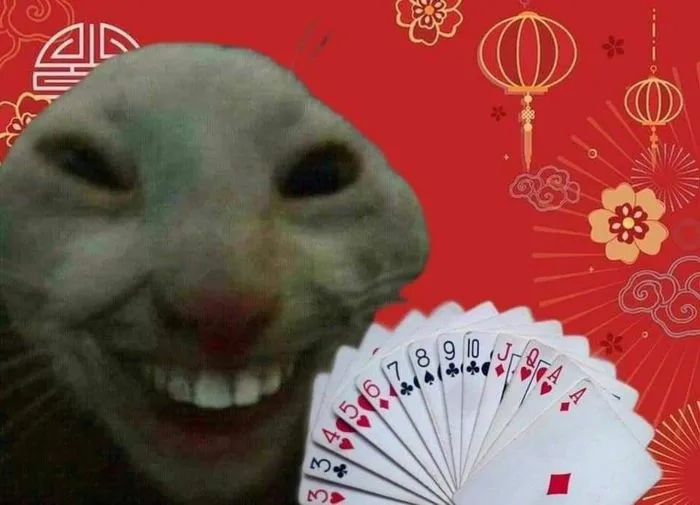 37 Tết ý tưởng | lì xì, hài hước, hài hước về mèo