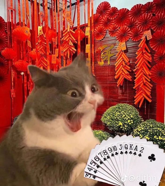 37 Tết ý tưởng | lì xì, hài hước, hài hước về mèo