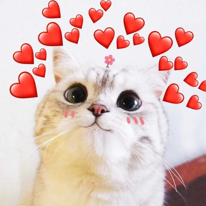 Lưu ngay 99+ meme thả tim đáng yêu, hài hước khiến người đó tan chảy
