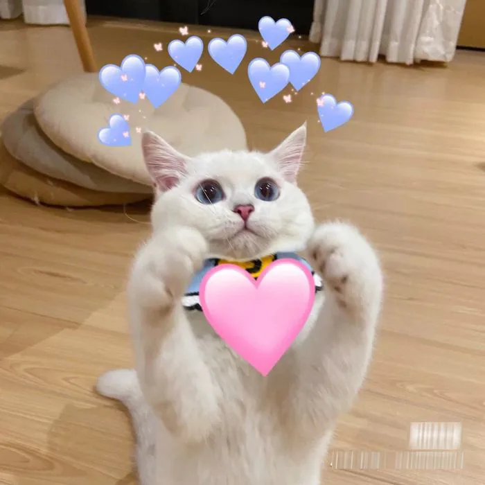 Tuyển tập những mẫu meme thả tim hài hước, dễ thương và ngọt ngào