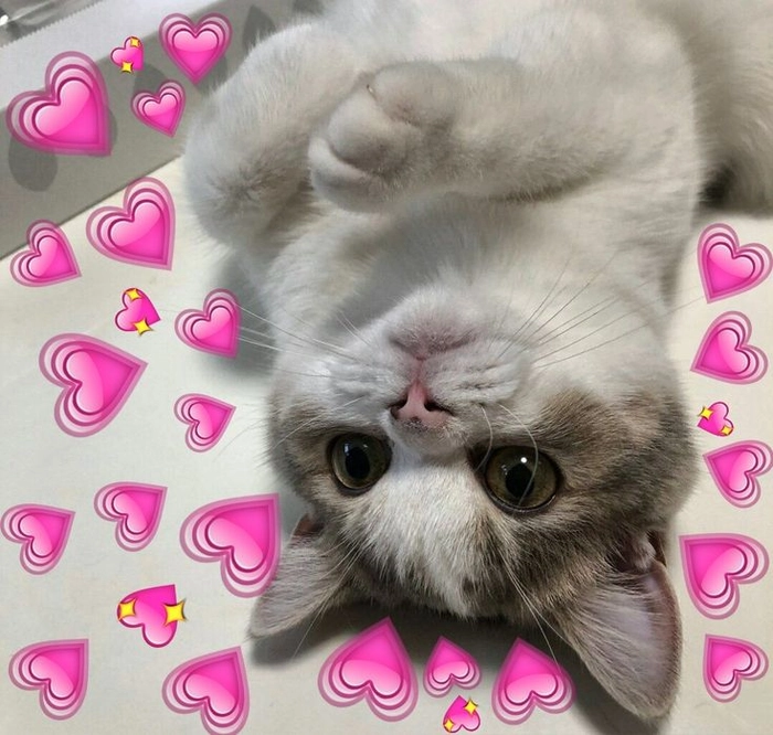 146+ Meme Mèo Thả Tim cute lãng mạn nhìn là đổ gục