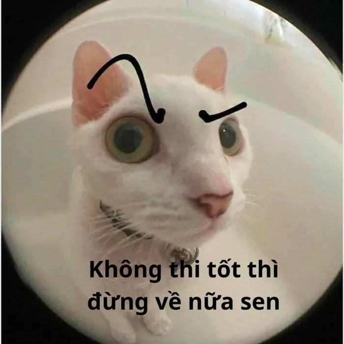 101+ meme chúc thi tốt hài hước cực chất cho sĩ tử 2k7