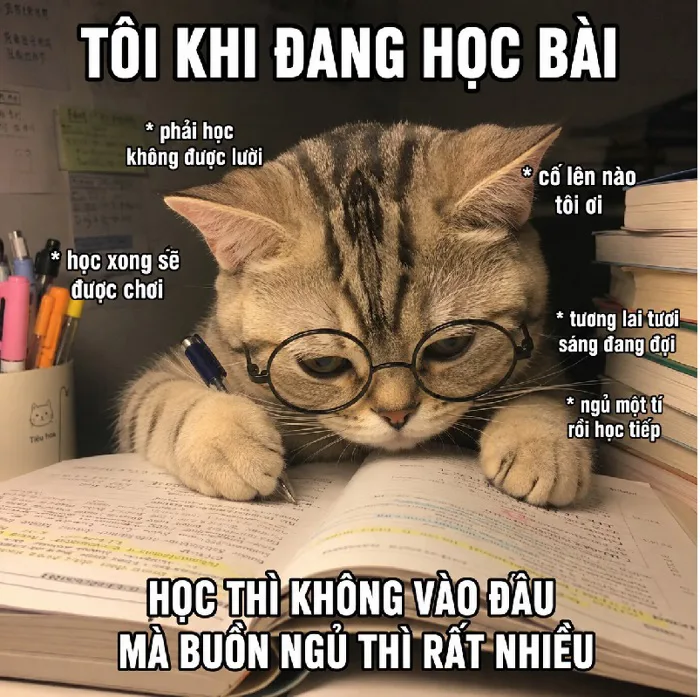 144+ Meme Mèo Học Bài cute bá đạo cười sặc cơm cả ngày
