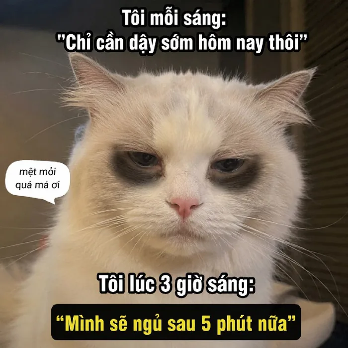 109+ Meme mèo mắt thâm trông bựa điên, cười sặc cơm