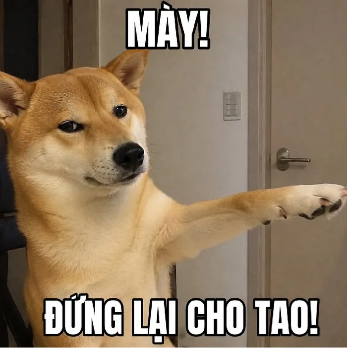 146+ Meme Con Chó Chỉ Tay hài điên chưa bao giờ hết viral