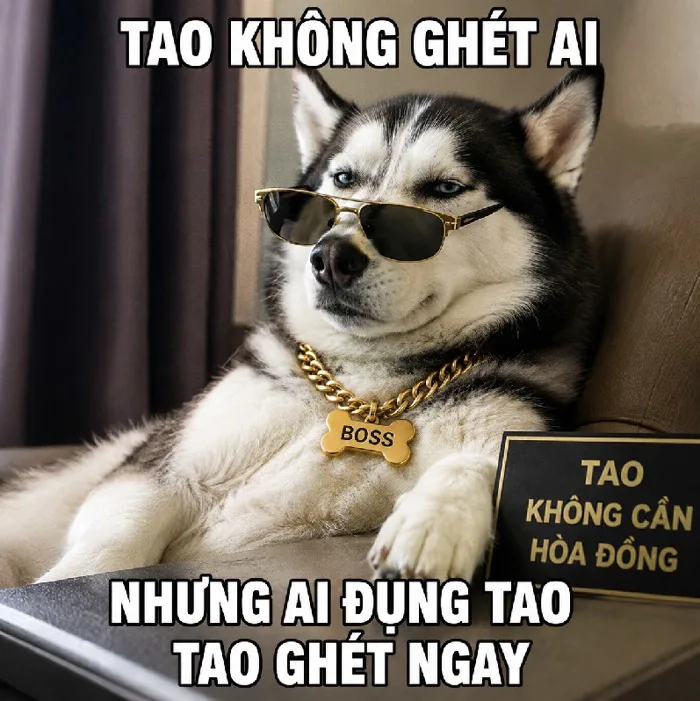 Kho Meme Husky chó ngáo bựa hết nấc cười té ghế