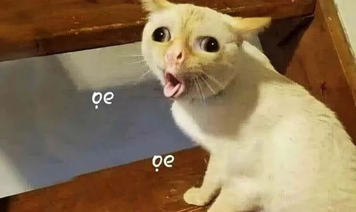 10.000+ ảnh Meme hài bựa, vô tri, cute miễn phí 2026