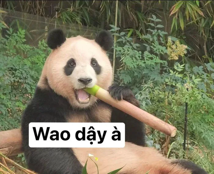 Tuyển tập meme Trung Quốc đầy hài hước và thú vị
