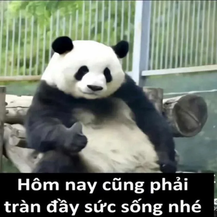 100+ meme Trung Quốc thú vị, hài bựa, cà khịa hot nhất hiện nay