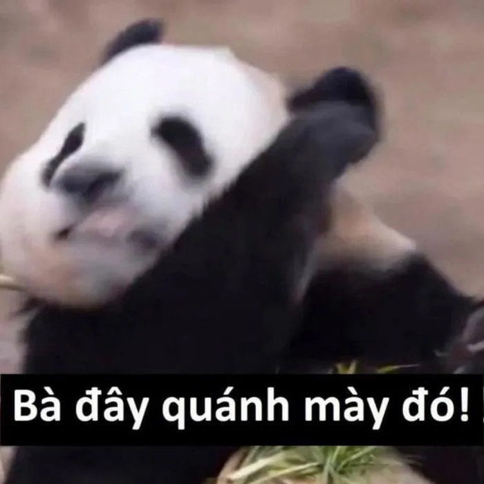 100+ meme Trung Quốc thú vị, hài bựa, cà khịa hot nhất hiện nay
