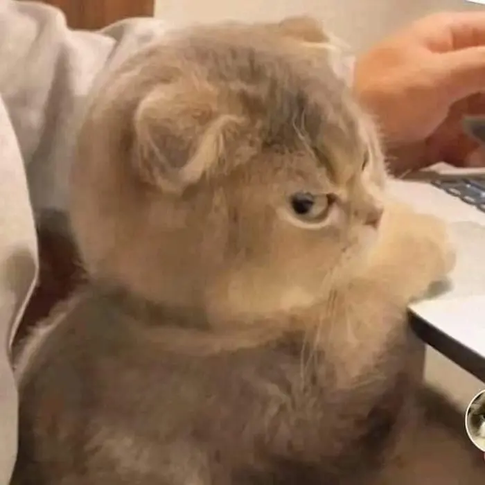 Bộ sưu tập ảnh meme tức giận hài hước và thú vị nhất
