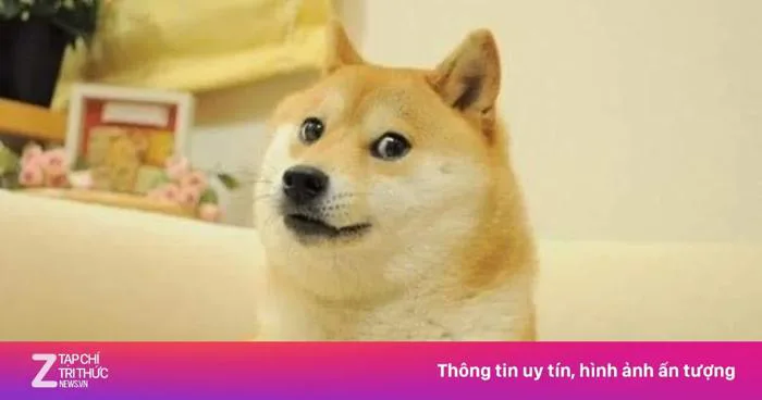 Cuộc sống giản dị của cô chó được chế ảnh nhiều nhất thế giới | Znews.vn