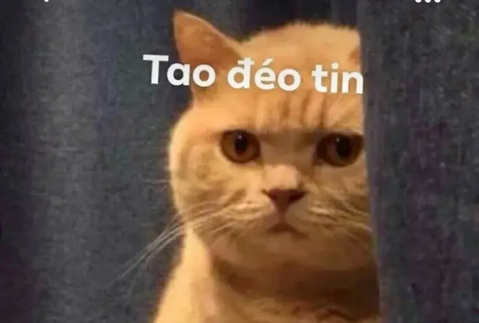 Tổng Hợp 101+ Meme Đéo Tin Viral Nhất Dành Cho Gen Z