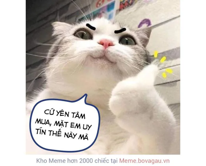 Meme Mèo Cười Là Gì? Những Meme Mèo Cười Hay Dành Cho Những Nhà Đầu Tư
