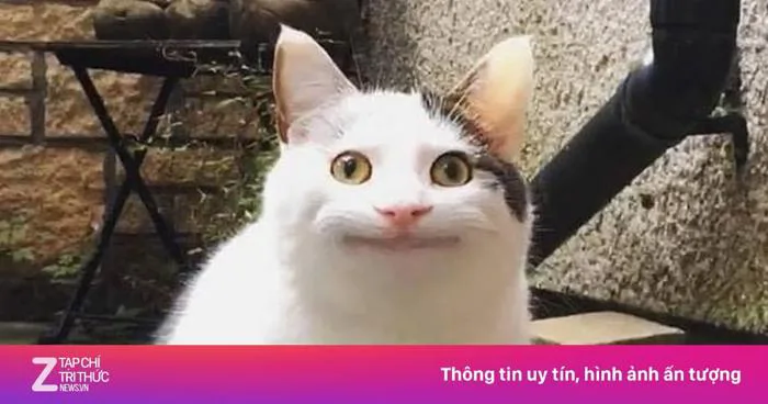 Chúa cà khịa Smudge' và các chú mèo meme quen mặt với dân mạng | Znews.vn