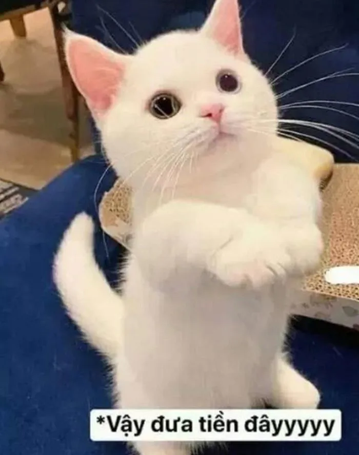 Bộ Sưu Tập Meme Tiền Hài Hước, Vui Nhộn 2026